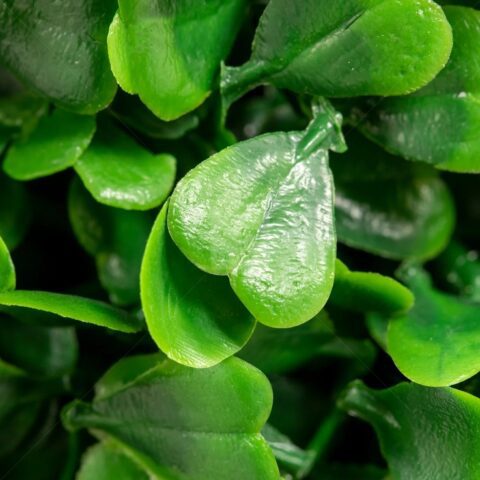 Boxwood Hedge- Freestanding Rental in Rochester, NY